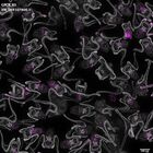 gastrula–juvenile: early feeding larva period (DAPI overlay)