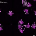 gastrula–juvenile: early feeding larva period (DAPI overlay)