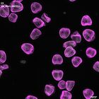 gastrula–juvenile: mid-gastrula stage (DAPI overlay)