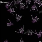 gastrula–juvenile: early feeding larva period (DAPI overlay)