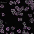 gastrula–juvenile: mid-gastrula stage (DAPI overlay)