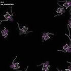 gastrula–juvenile: early feeding larva period (DAPI overlay)