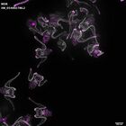 gastrula–juvenile: early feeding larva period (DAPI overlay)