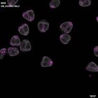 gastrula–juvenile: mid-gastrula stage (DAPI overlay)
