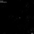 gastrula–juvenile: early feeding larva period (HCR signal)