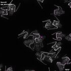 gastrula–juvenile: early feeding larva period (DAPI overlay)