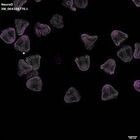 gastrula–juvenile: mid-gastrula stage (DAPI overlay)