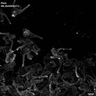 gastrula–juvenile: early feeding larva period (HCR signal)