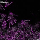 gastrula–juvenile: early feeding larva period (DAPI overlay)