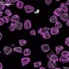 gastrula–juvenile: mid-gastrula stage (DAPI overlay)