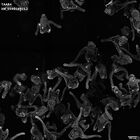 gastrula–juvenile: early feeding larva period (HCR signal)