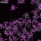 gastrula–juvenile: early feeding larva period (DAPI overlay)