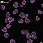 gastrula–juvenile: mid-gastrula stage (DAPI overlay)