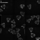 gastrula–juvenile: mid-gastrula stage (HCR signal)