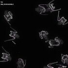 gastrula–juvenile: early feeding larva period (DAPI overlay)
