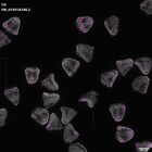 gastrula–juvenile: mid-gastrula stage (DAPI overlay)