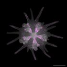 gastrula–juvenile: early juvenile stage (DAPI overlay)