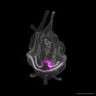 gastrula–juvenile: late feeding larva period (DAPI overlay)