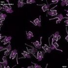 gastrula–juvenile: early feeding larva period (DAPI overlay)