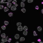 gastrula–juvenile: mid-gastrula stage (DAPI overlay)