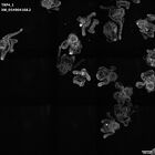 gastrula–juvenile: early feeding larva period (HCR signal)