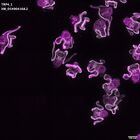 gastrula–juvenile: early feeding larva period (DAPI overlay)