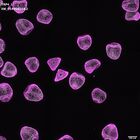 gastrula–juvenile: mid-gastrula stage (DAPI overlay)