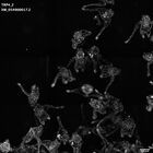 gastrula–juvenile: early feeding larva period (HCR signal)