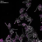 gastrula–juvenile: early feeding larva period (DAPI overlay)