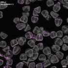 gastrula–juvenile: mid-gastrula stage (DAPI overlay)