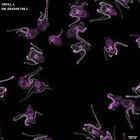 gastrula–juvenile: early feeding larva period (DAPI overlay)