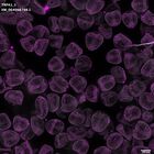 gastrula–juvenile: mid-gastrula stage (DAPI overlay)