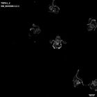 gastrula–juvenile: early feeding larva period (HCR signal)