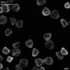 gastrula–juvenile: mid-gastrula stage (HCR signal)
