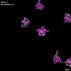 gastrula–juvenile: early feeding larva period (DAPI overlay)