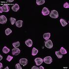 gastrula–juvenile: mid-gastrula stage (DAPI overlay)