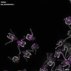 gastrula–juvenile: early feeding larva period (DAPI overlay)