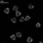 gastrula–juvenile: mid-gastrula stage (HCR signal)