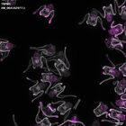 gastrula–juvenile: early feeding larva period (DAPI overlay)
