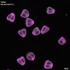 gastrula–juvenile: mid-gastrula stage (DAPI overlay)
