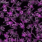 gastrula–juvenile: early feeding larva period (DAPI overlay)