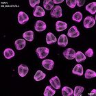 gastrula–juvenile: mid-gastrula stage (DAPI overlay)