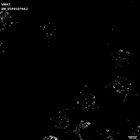 gastrula–juvenile: early feeding larva period (HCR signal)