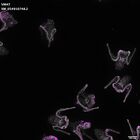 gastrula–juvenile: early feeding larva period (DAPI overlay)