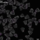 gastrula–juvenile: mid-gastrula stage (DAPI overlay)