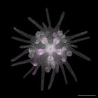 gastrula–juvenile: early juvenile stage (DAPI overlay)