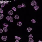 gastrula–juvenile: mid-gastrula stage (DAPI overlay)