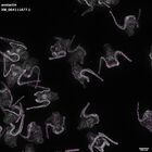 gastrula–juvenile: early feeding larva period (DAPI overlay)