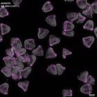 gastrula–juvenile: mid-gastrula stage (DAPI overlay)