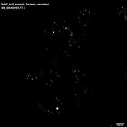 gastrula–juvenile: early feeding larva period (HCR signal)